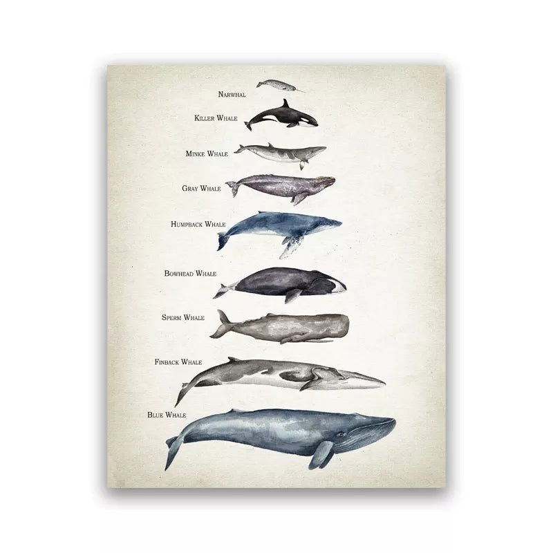 Whales Size Comparison Chart Print Whale Watercolor Painting Child Educational Poster Nursery Wall Art Pictures Kids Room Decor