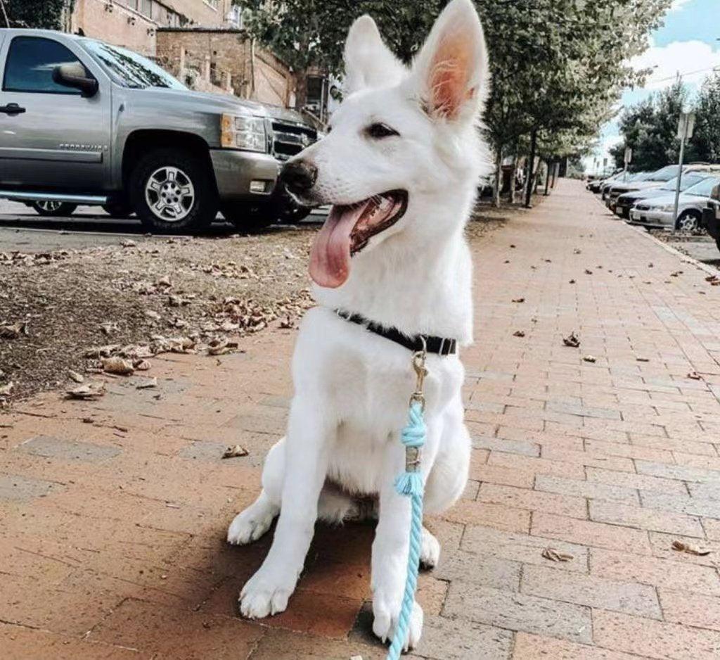 Laisse en corde pour chien - Vert menthe