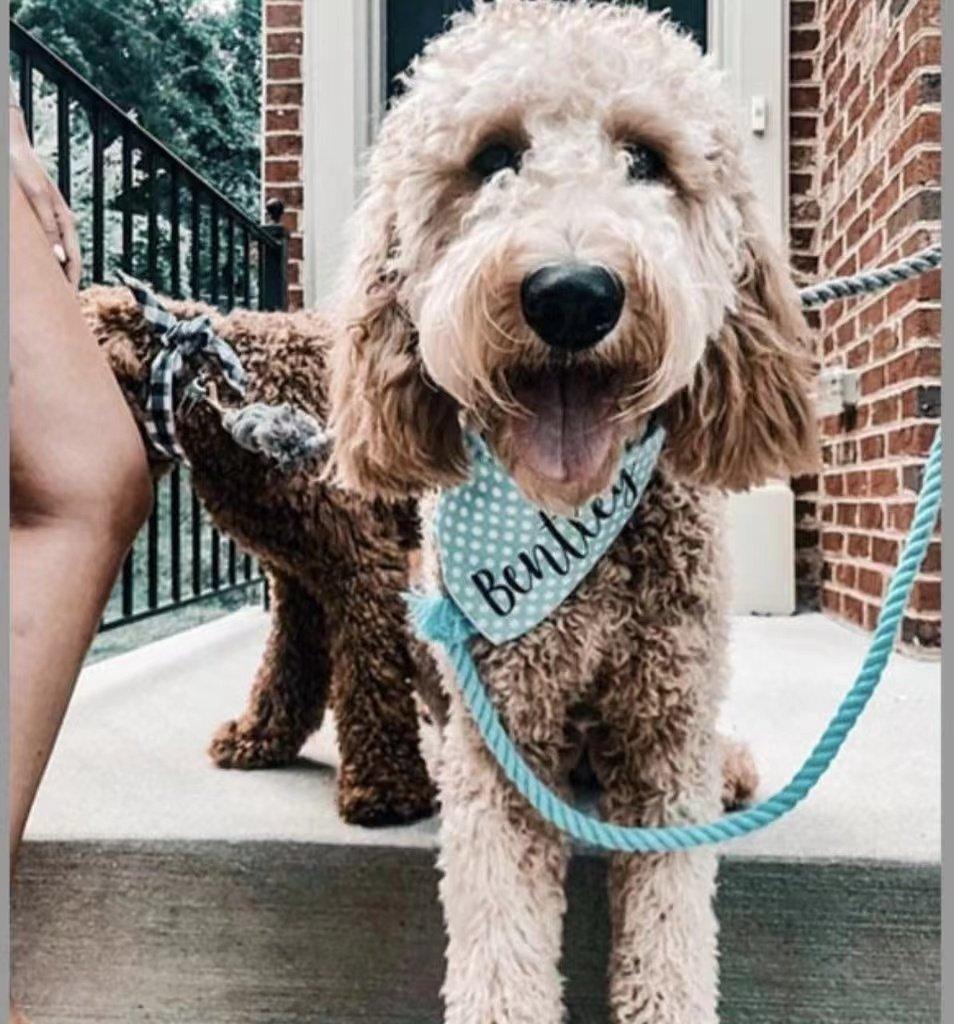 Laisse en corde pour chien - Vert menthe