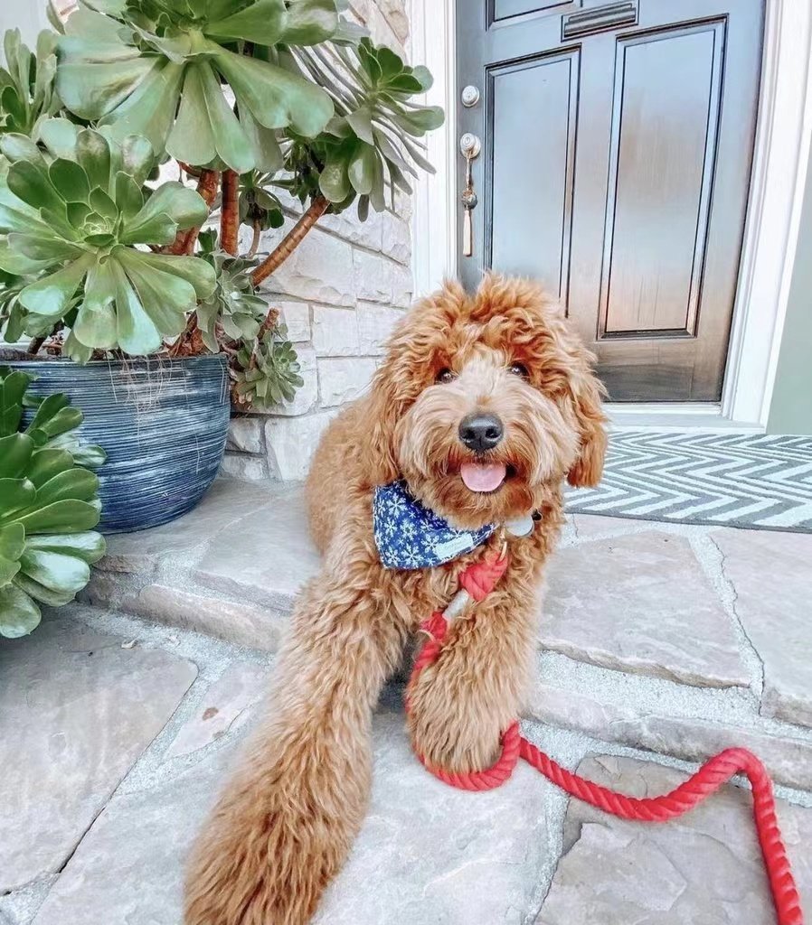 Laisse en Corde pour Chien - Rouge Pastèque