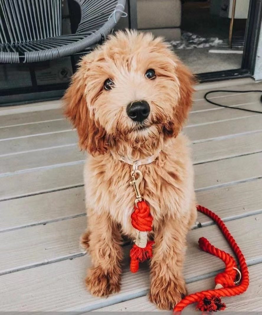 Laisse en Corde pour Chien - Rouge Pastèque