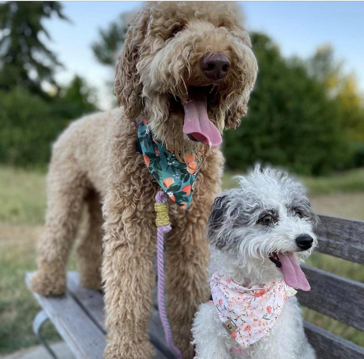 Laisse en corde pour chien - Vert menthe