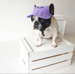 Pets Cap Purple