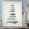 Whales Size Comparison Chart Print Whale Watercolor Painting Child Educational Poster Nursery Wall Art Pictures Kids Room Decor