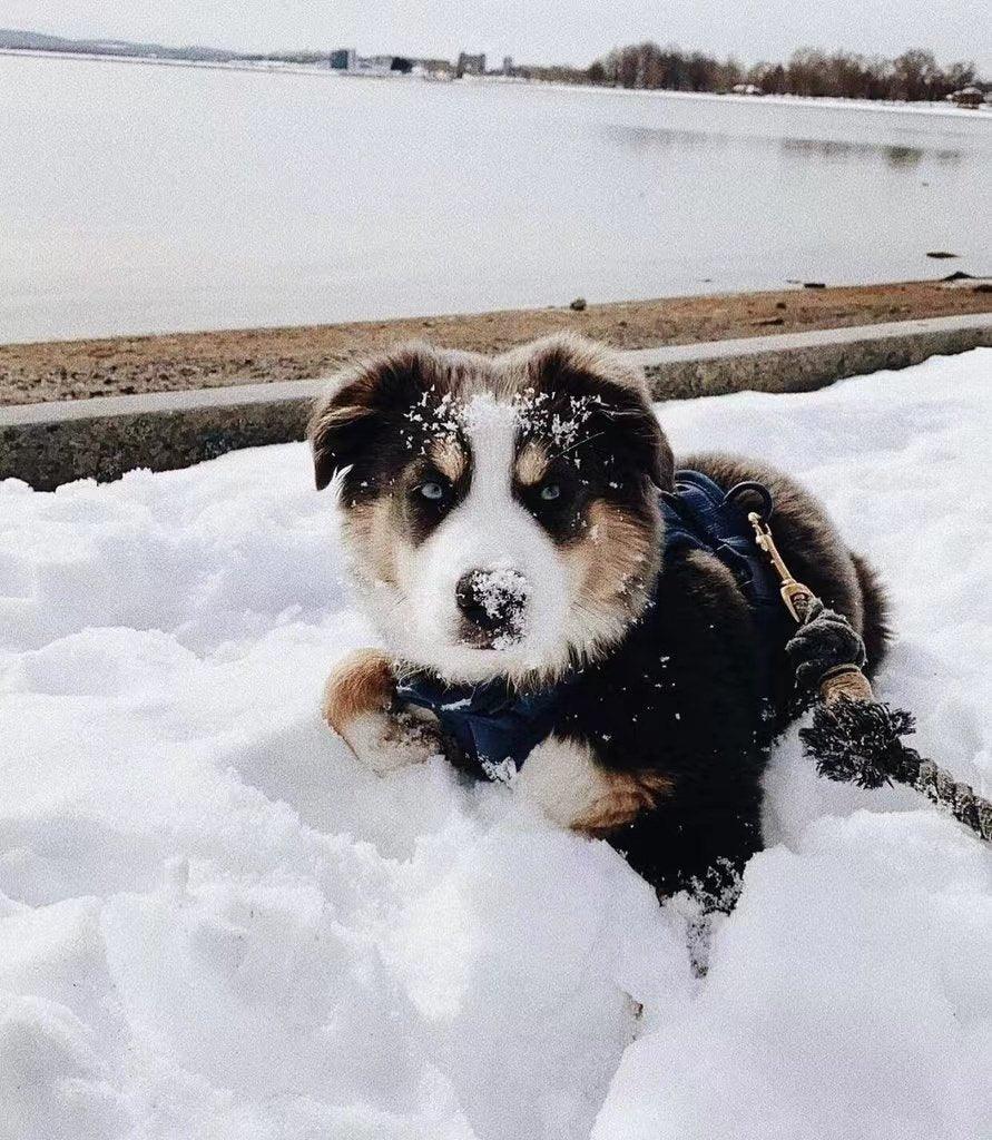 Laisse en corde pour chien - Vert menthe