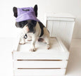 Pets Cap Purple