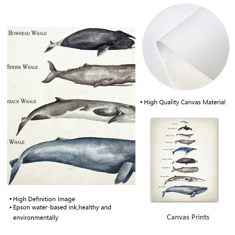 Whales Size Comparison Chart Print Whale Watercolor Painting Child Educational Poster Nursery Wall Art Pictures Kids Room Decor