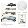 Whales Size Comparison Chart Print Whale Watercolor Painting Child Educational Poster Nursery Wall Art Pictures Kids Room Decor