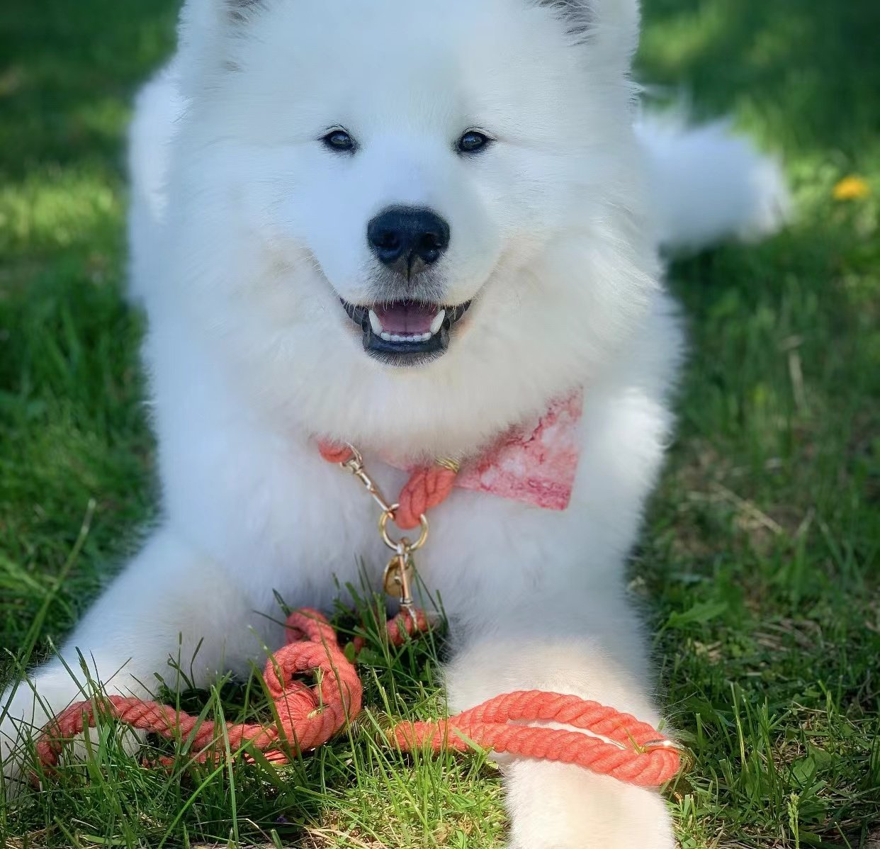 Laisse en Corde pour Chien - Rouge Pastèque