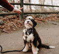 Laisse en corde pour chien - Vert menthe