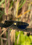 Fibrous V4 Square - Carbon Fiber Sunglasses