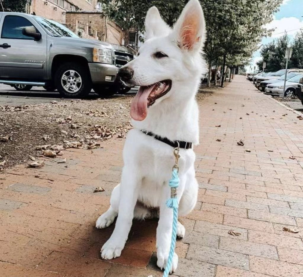 Laisse en Corde pour Chien - Rouge Pastèque