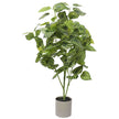 Plante Philodendron Mixte Lumineux 70cm