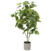 Plante Philodendron Mixte Lumineux 70cm