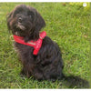 Cherry Red Leather One-Click Dog Harness