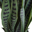 Artificial Snake Plant UV Resistant 60cm