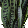 Artificial Snake Plant UV Resistant 100cm