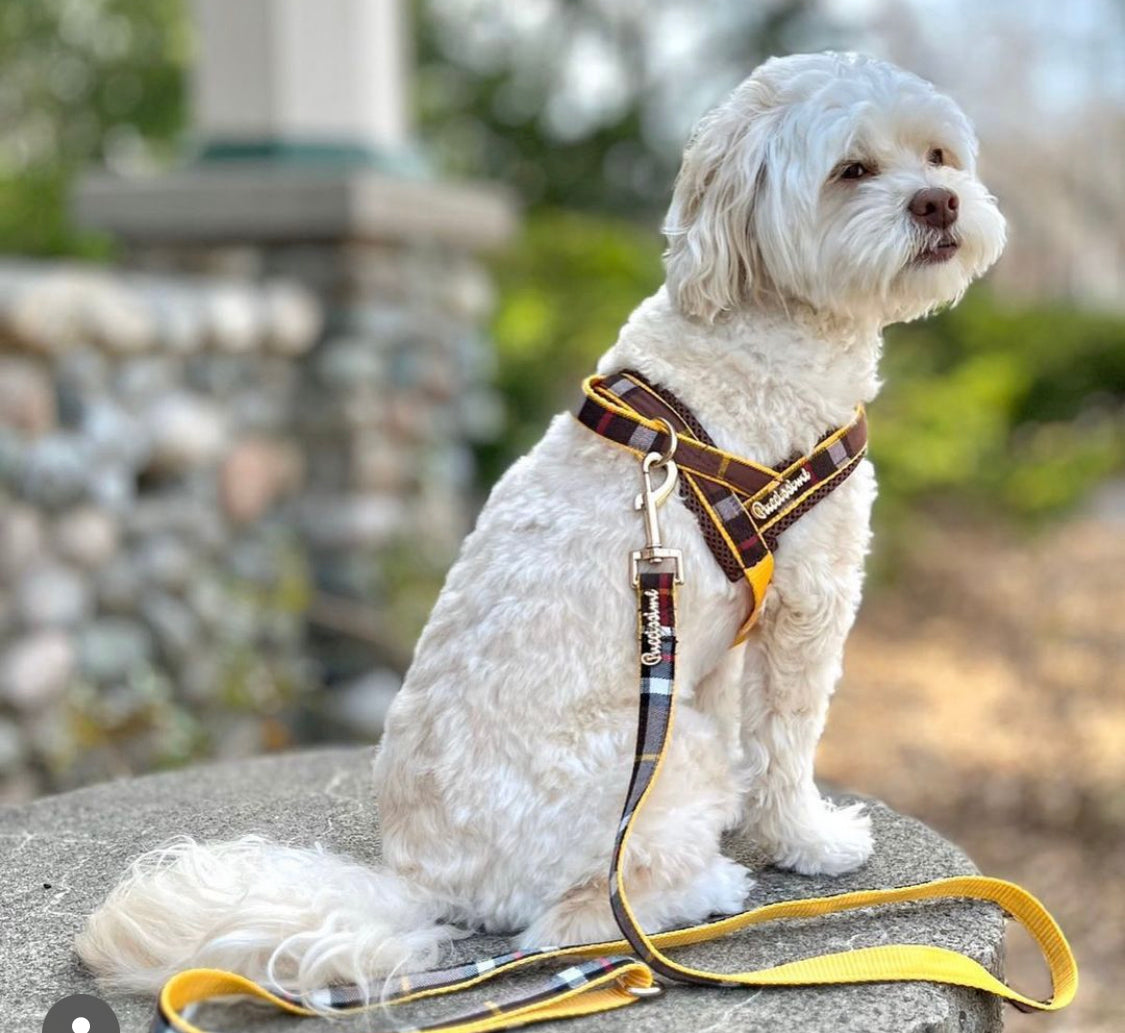 Harnais pour chien médaillon en un clic