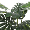 Philodendron fendu (feuille fendue) 120cm