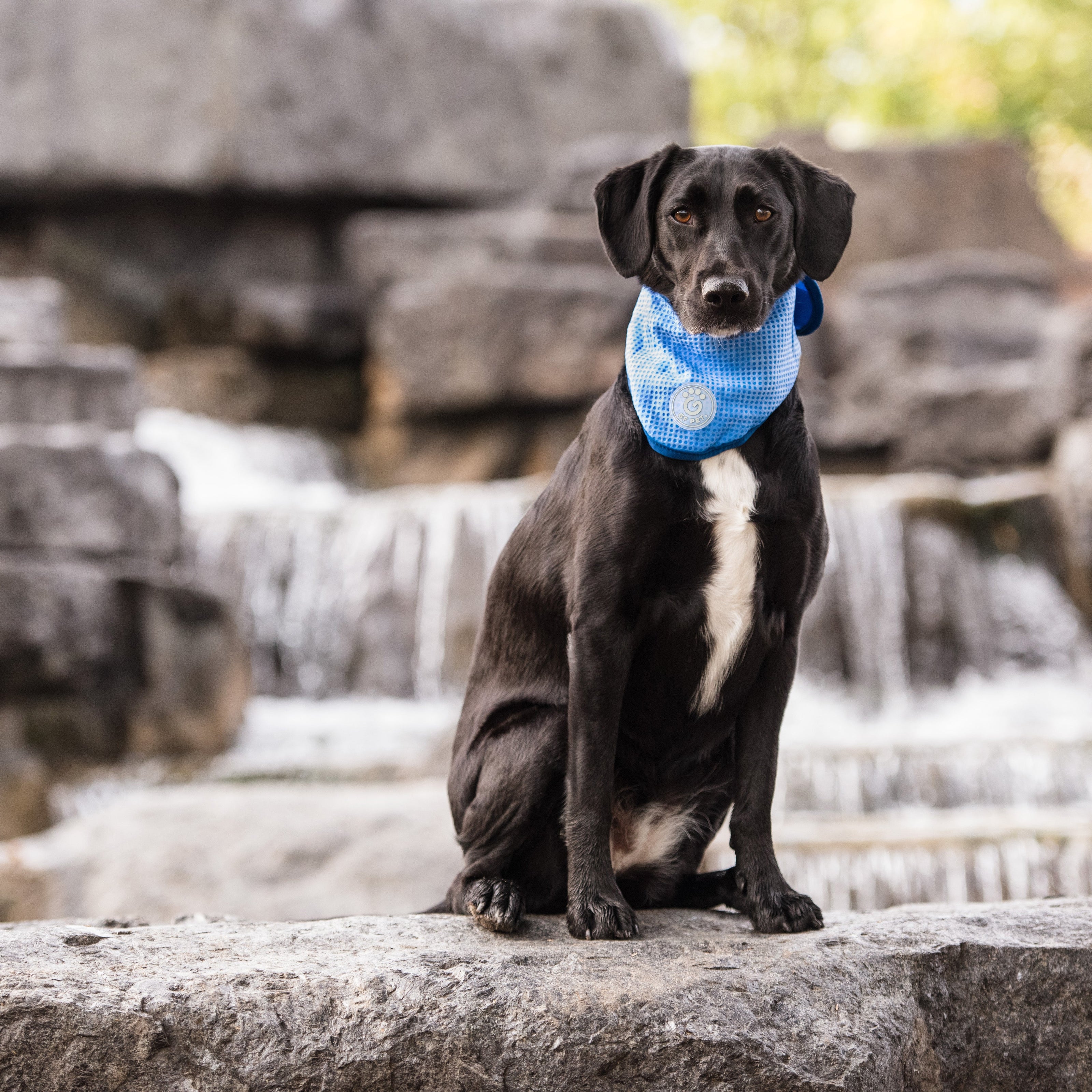 ICE BAND - Bandana rafraîchissant pour chien