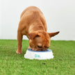 Bol à glace – Bol d'eau rafraîchissante pour animaux de compagnie