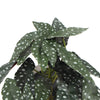 Artificial Begonia Plant in Decorative Bowl 30cm