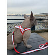 La Parisienne One-Click Dog Harness