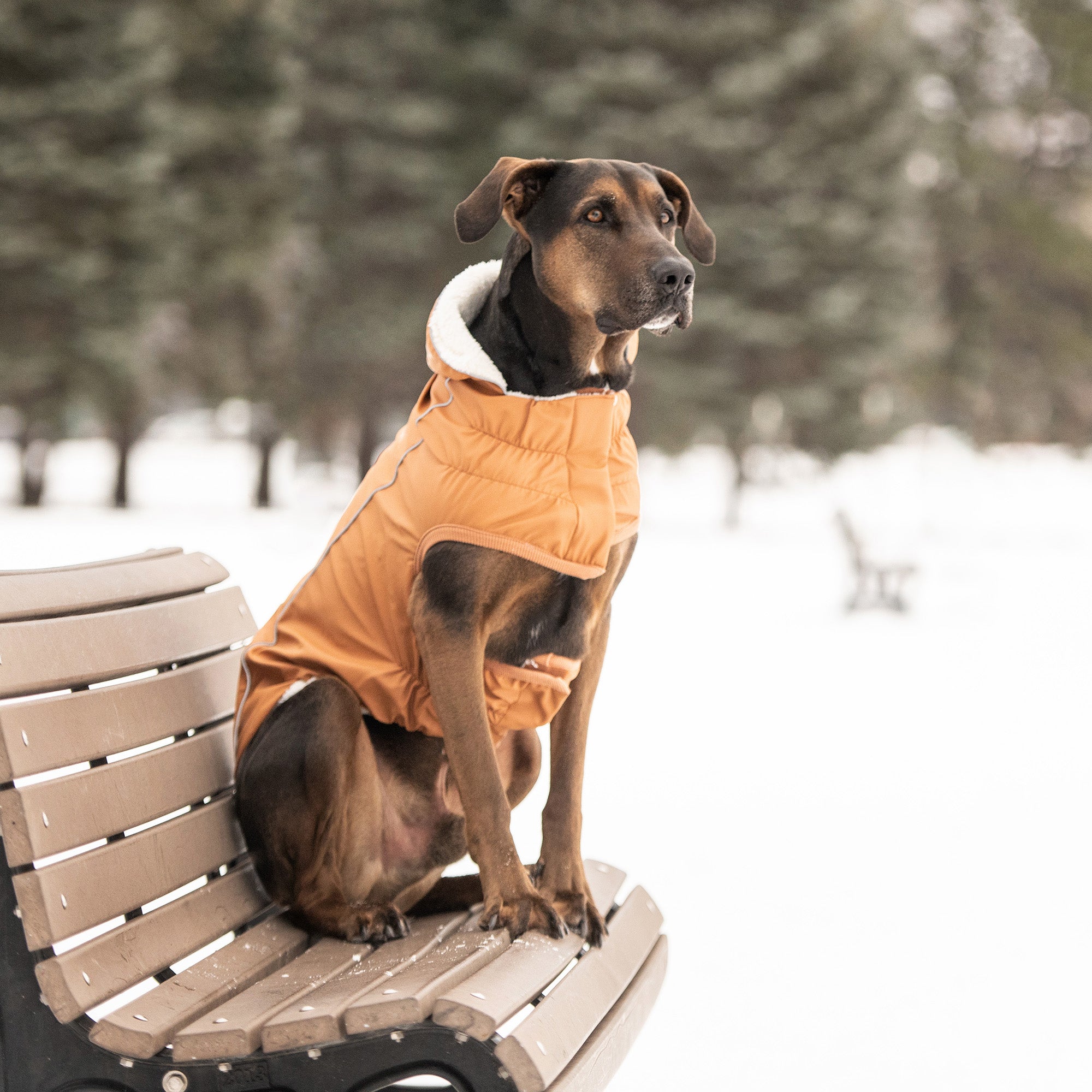 Insulated Raincoat - Hazel