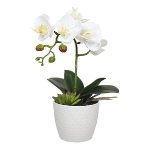 Orchidée Phalaenopsis blanche à tige unique en pot avec pot décoratif 35 cm