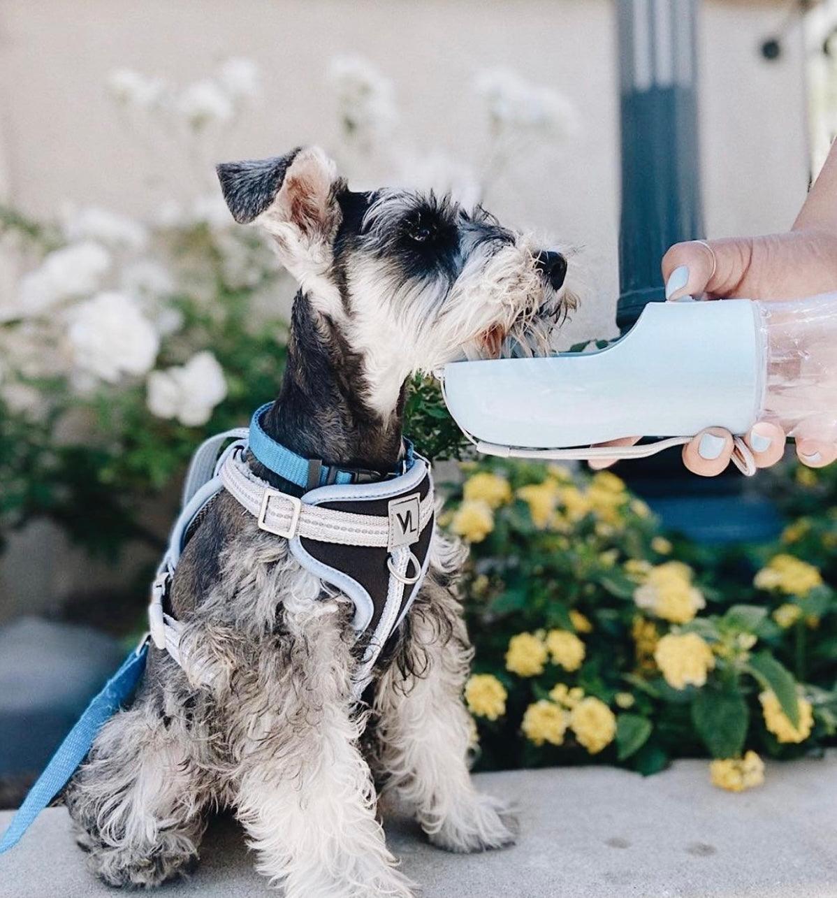 2 in 1 Portable Pet Feeder - Blue