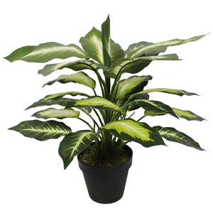 Lys Léopard (Dieffenbachia) Avec Pot 40cm