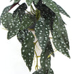 Artificial Begonia Plant in Decorative Bowl 30cm