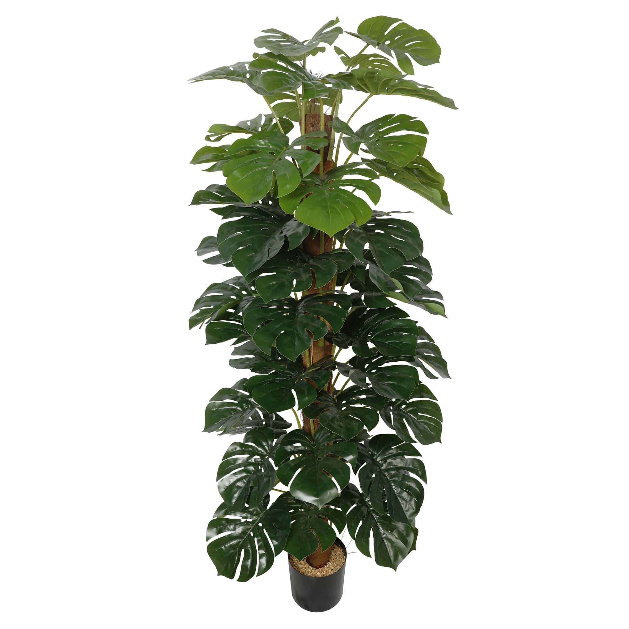 Plante à argent artificielle (Monstera) avec pot décoratif 180 cm