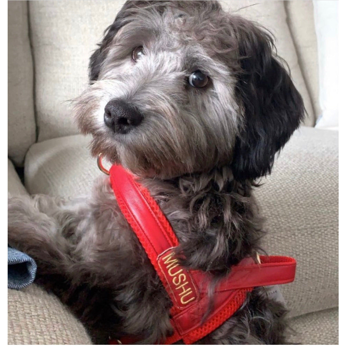 Cherry Red Leather One-Click Dog Harness