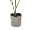 Plante Philodendron Mixte Lumineux 70cm