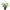 Artificial Flowering White Peace Lily / Calla Lily Plant 50cm