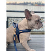 Neptune One-Click Dog Harness