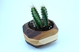 Geometric Cactus & Succulent Planter