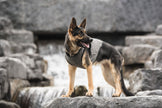 US Army Dog Cooling Vest - Grey